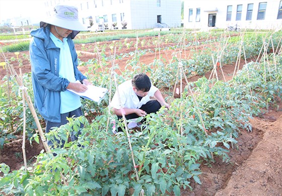 快活林實(shí)驗(yàn)田 (1)