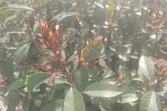 20230308河南一電力公司苗圃指導(dǎo)-9