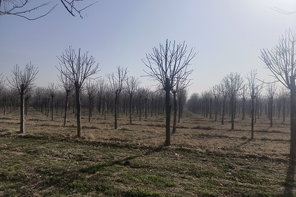 20230308河南一電力公司苗圃指導(dǎo)-3