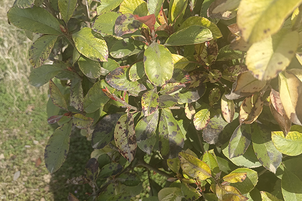 20230308河南一電力公司苗圃指導(dǎo)-10