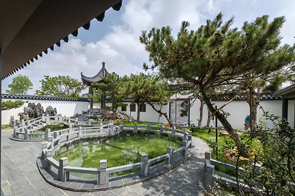 【案例分享】快活林大樹營養(yǎng)液苗木復(fù)壯3