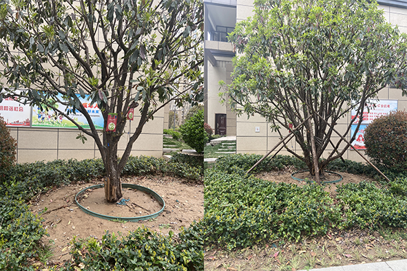 【案例分享】快活林大樹營養(yǎng)液苗木復(fù)壯5