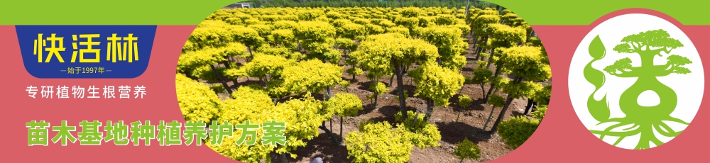 苗木護理