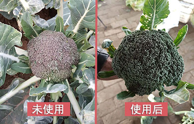 西藍(lán)花防凍