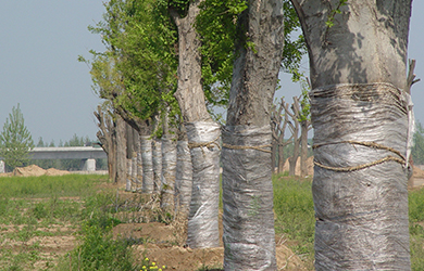 大樹生根液使用 (1)