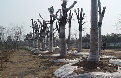 大樹生根液使用 (2)